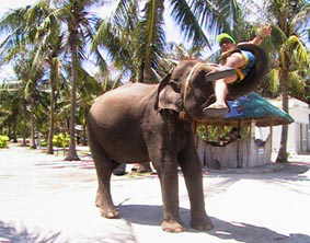 elephant ride