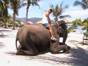 elephant ride