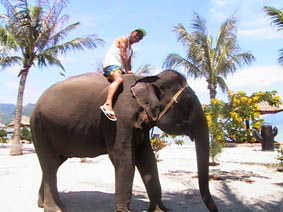 elephant ride