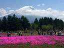 富士芝桜まつり