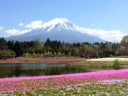 富士芝桜まつり