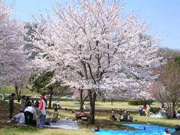 満開の桜