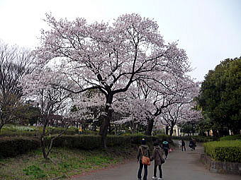 Cherry Blossom 2009