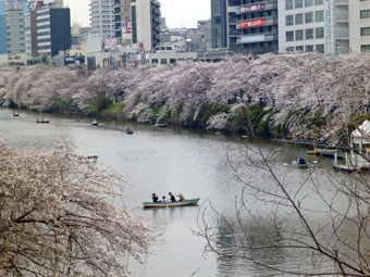 飯田橋の桜並木