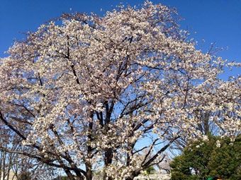 桜並木