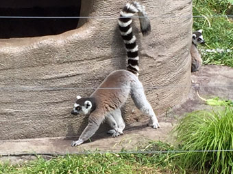 上野動物園