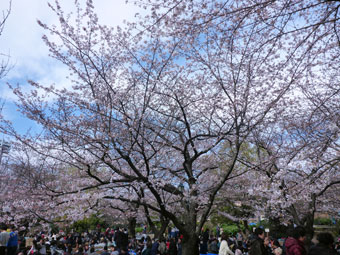 お花見会＠浜町公園