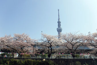 隅田川の桜と屋形船ランチ