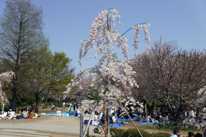 ラバ吉(Lovers Kitchen)のお花見会2018